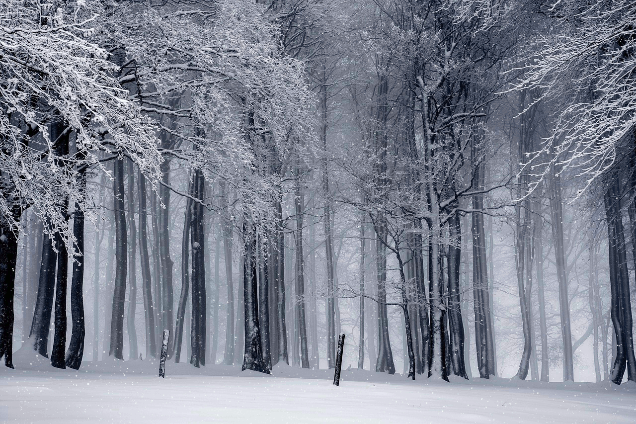 Зимний лес. Чёрно - белая Гифка под горизонтальным меню