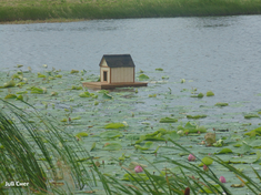 Озеро с лотосами и домик для уточек
