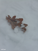 Листочек в снегу