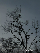Вороны и дерево