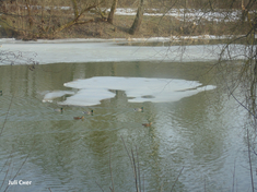 Река зимой и уточки