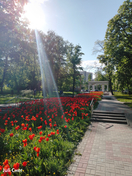 Тюльпаны в парке