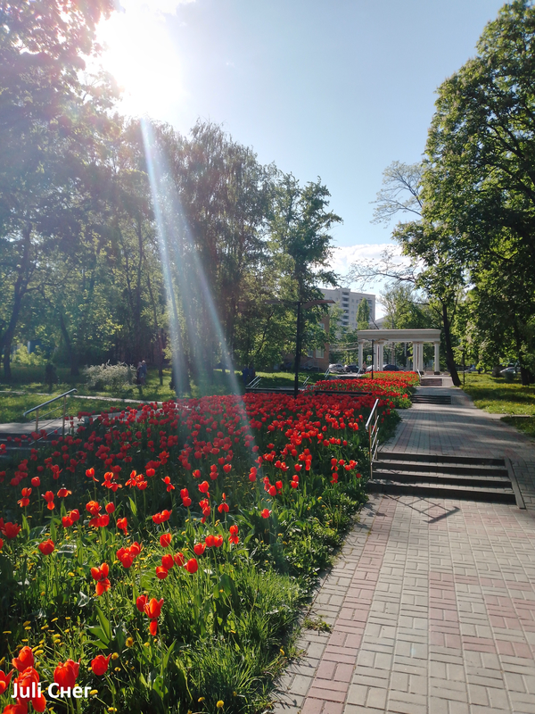 Тюльпаны в парке